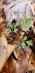 Erigenia bulbosa