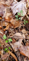 Erigenia bulbosa