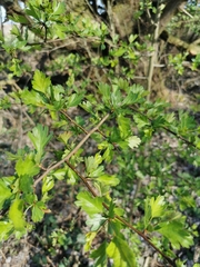 Crataegus monogyna