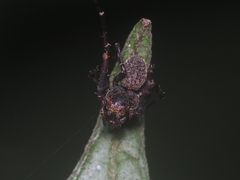 Cebrenninus