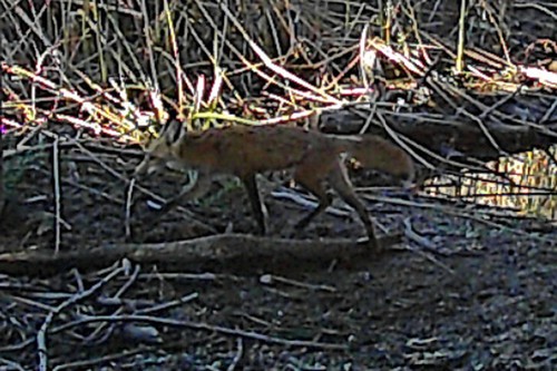 Red Fox