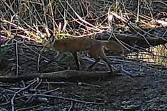 Vulpes vulpes patwin