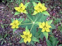 Helioscopia