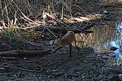 Vulpes vulpes patwin