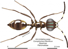 Conophorisca littoriticus