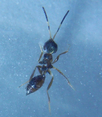 Conophorisca littoriticus