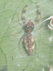 Indopadilla vimedaba