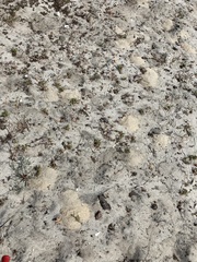 Habropoda miserabilis