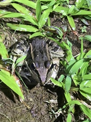 Lithobates forreri