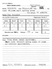 Tragelaphus sylvaticus sylvaticus