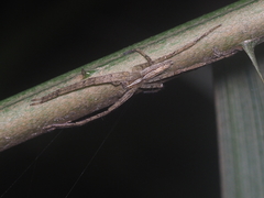 Heteropoda ocyalina