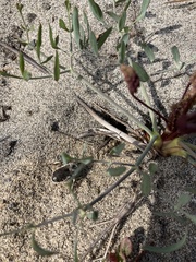 Habropoda miserabilis