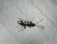 Camponotus novaeboracensis