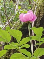 Paeonia caucasica