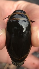 Dytiscus harrisii