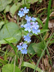 Omphalodes cappadocica