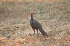 Penelope ochrogaster