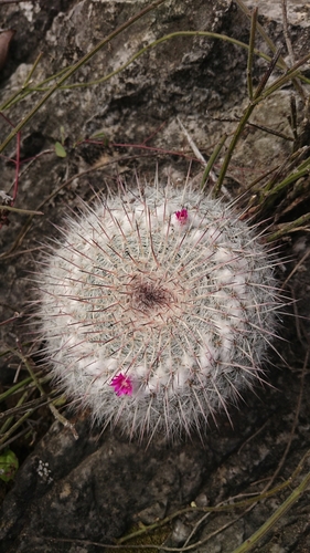 Mammillaria hahniana