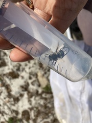 Habropoda miserabilis