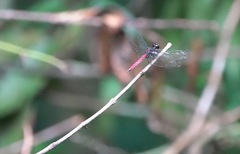 Lyriothemis cleis