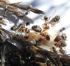 Anoplolepis custodiens