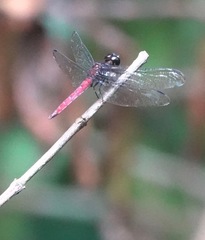 Lyriothemis cleis