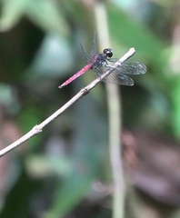 Lyriothemis cleis