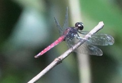 Lyriothemis cleis