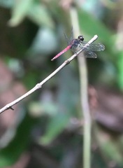 Lyriothemis cleis