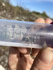 Habropoda miserabilis