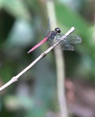 Lyriothemis cleis