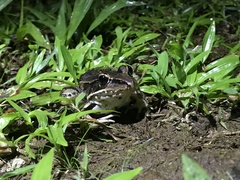 Lithobates forreri