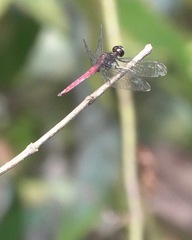 Lyriothemis cleis