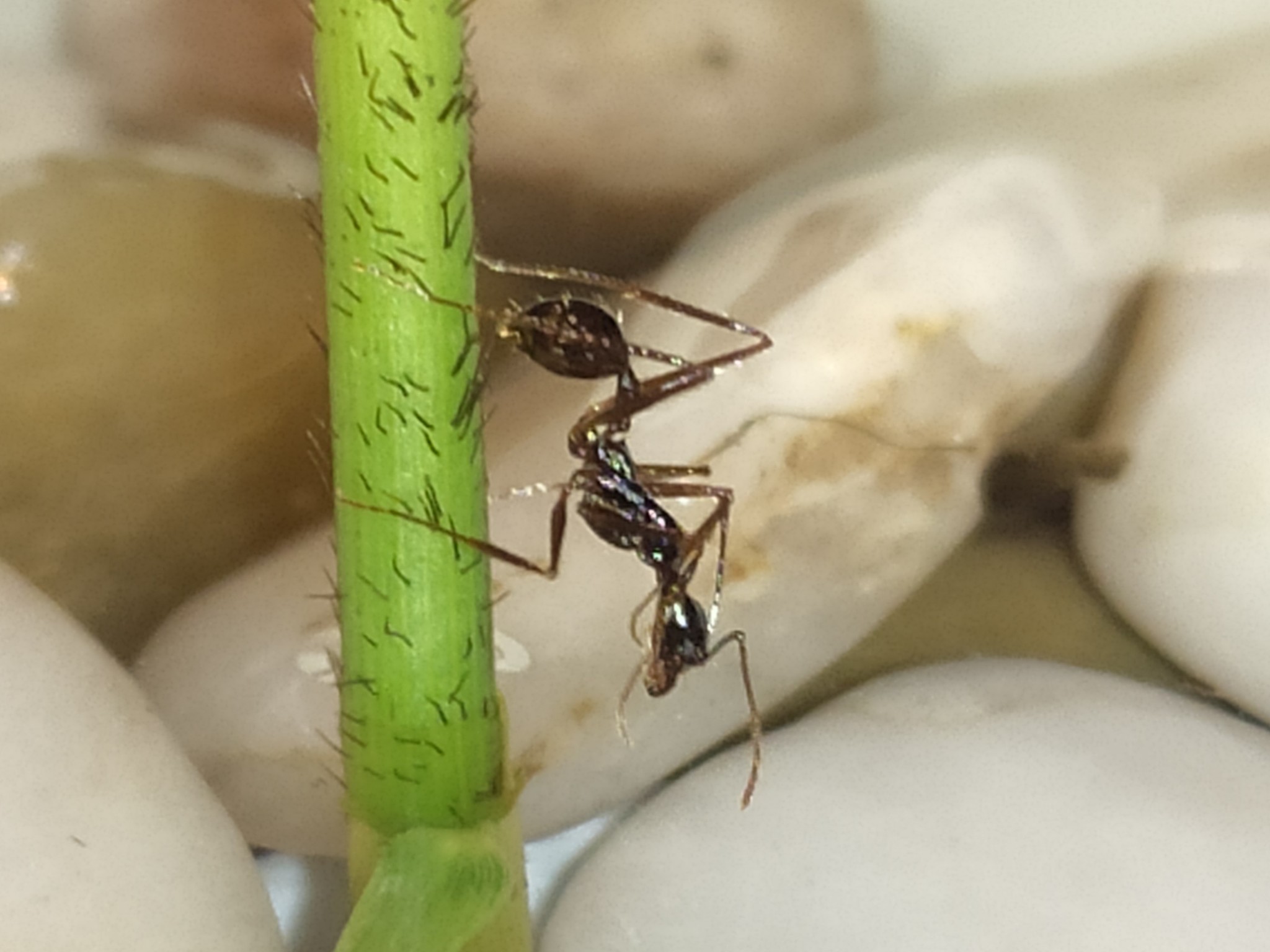 Aphaenogaster feae