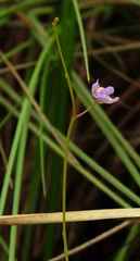 Utricularia amethystina