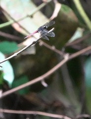 Lyriothemis cleis