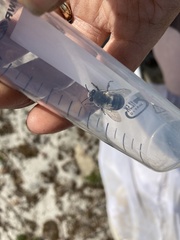 Habropoda miserabilis