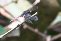 Lyriothemis cleis