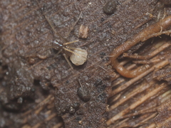 Spermophora