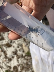 Habropoda miserabilis