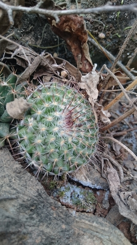 Mammillaria hahniana