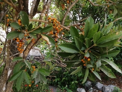 Forchhammeria trifoliata