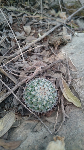 Mammillaria hahniana