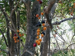 Forchhammeria trifoliata