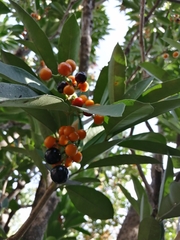 Forchhammeria trifoliata