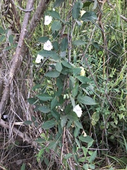 Centrosema sagittatum