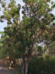Forchhammeria trifoliata