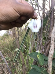 Centrosema sagittatum