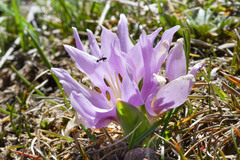 Colchicum trigynum