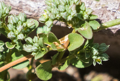 Polycarpon tetraphyllum tetraphyllum